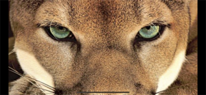 Level 1 Thanksgiving Invitational